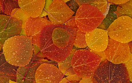 fall wallpaper. Fall leaves Wallpaper