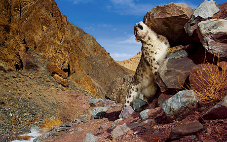 snow leopard wallpaper hd. Snow leopard scratching