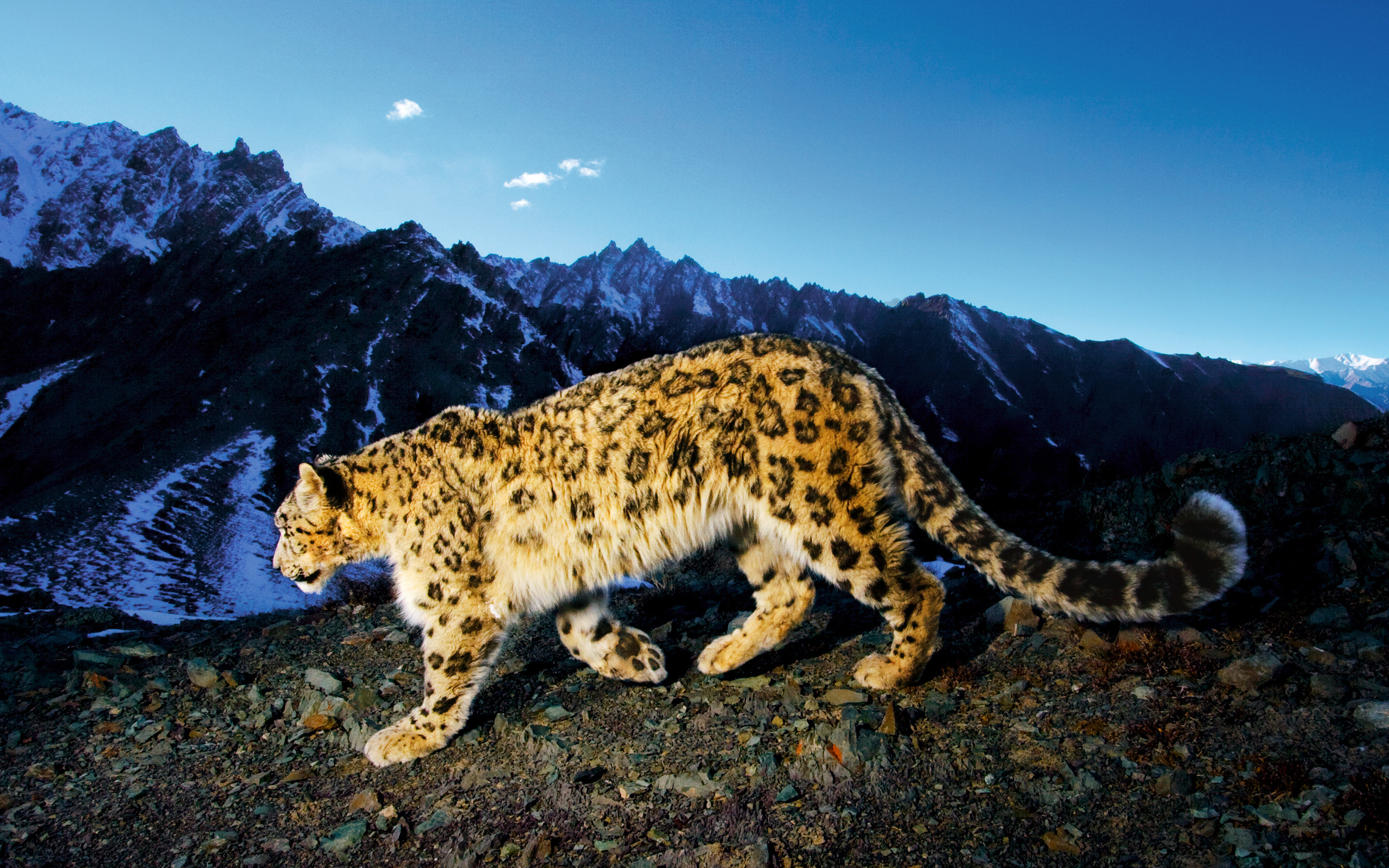 Snow leopard prowling