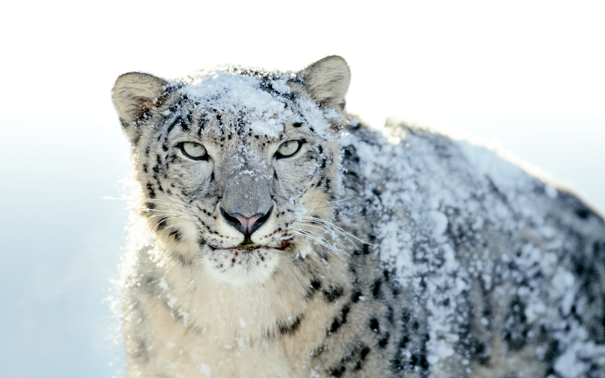 image: Snow-Leopard