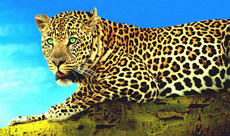 leopard big