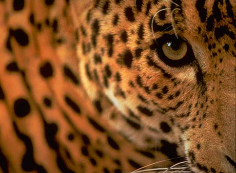 Leopard closeup