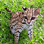 ocelot baby